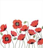 Natural Poppy Garden