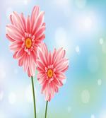 Petals on Bokeh