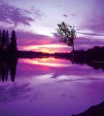 Purple Shade Skies