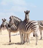 Namibia Africa Safari
