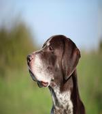German Pointer