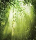 Sunbeams in Woodland