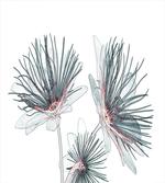 Xtray Effect Passion Flower