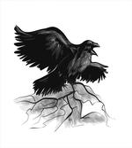 Bird Open Wings
