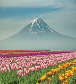 Colorful Japanese Tulips Field