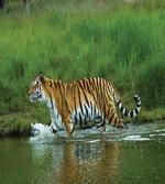 Siberian Tiger Panthera