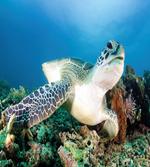 Green Turtle Coral
