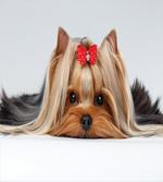 Lying Dog Ribbon Love