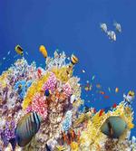 Tropical Corals Fish