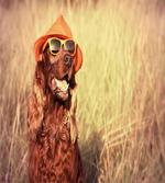 Dog Wearing Hat Glasses