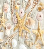 Assorted Seashells Sand Beach