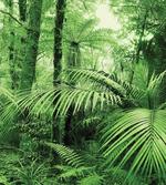 Palm Trees Exotic Plants