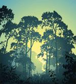 Mist Forest Trees Scene