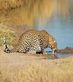 Leopard in Safari