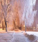 Night Scene Frozen Trees