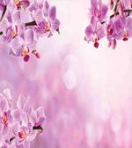Orchid Spring Petals Spa