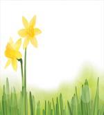 Daffodils with Grass