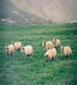 Sheep Grazing on Grass