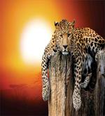 Safari Leopard on Tree