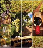 Vineyard Grapes Landscapes