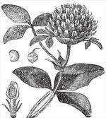 Nostalgic Flower Art