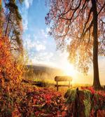 Autumn Forest Bench