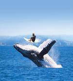 Jumphing Dolphin Surfer