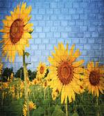 Sunflowers on the Wall