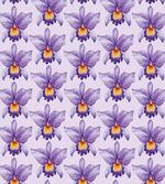 Tropical Orchid Flowers