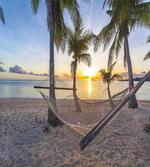 Paradise Beach Palms