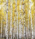 Forest Golden Leaves