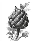 Artichoke Hand Drawn