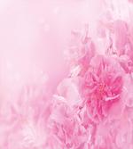 Spring Flora Shabby