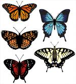Monarch Lady
