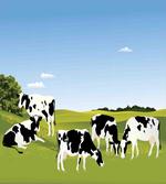 Graphic Domestic Cows