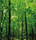 Woodland Tree Forest Sun