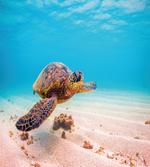 Sea Turtle Underwater