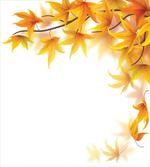 Maple Leaf Branches