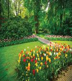 Garden with Tulips Trees