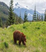 Fur Animal Nature Habitat