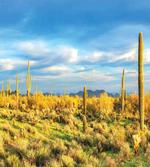 Western Cactus Spikes